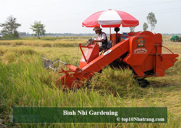 Bình Nhi Gardening